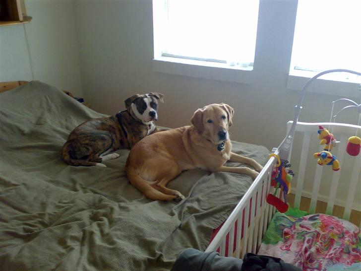 Amerikansk bulldog Pink. R.I.P 27/7-09 - mig og min storbror chico billede 8