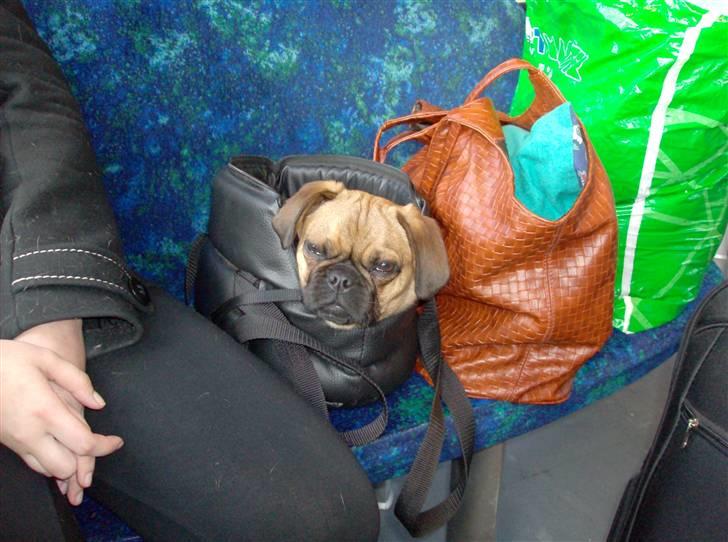 Blanding af racer Fie - Efter min weekendtur hos farmor, jeg var SÅ træt. billede 12