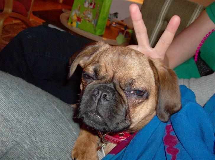 Blanding af racer Fie - Okay, jeg var MEGET træt... billede 13