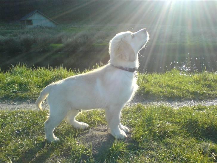 Golden retriever Sheik billede 18