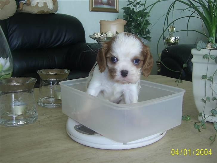 Cavalier king charles spaniel Freja billede 1