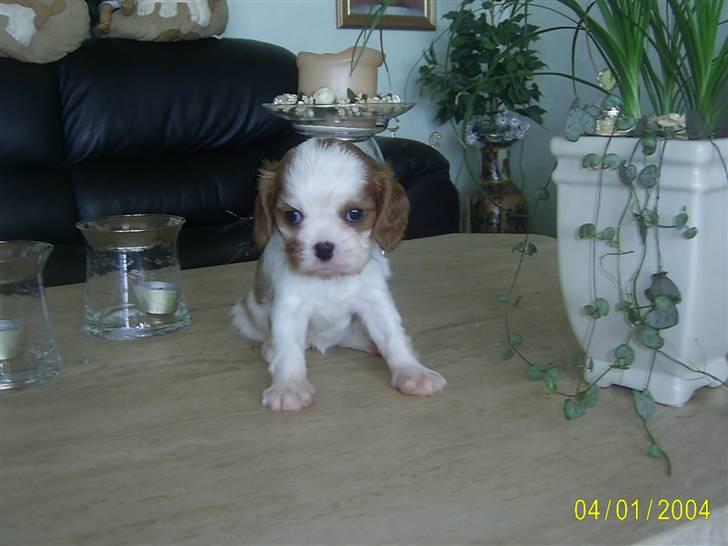 Cavalier king charles spaniel Freja billede 2