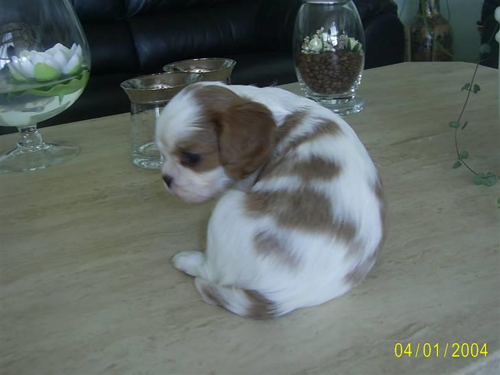 Cavalier king charles spaniel Freja billede 3