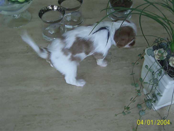 Cavalier king charles spaniel Freja billede 4