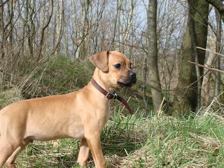 Blanding af racer Tyson billede 3