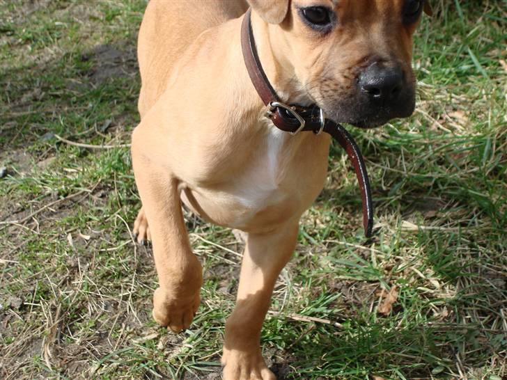 Blanding af racer Tyson billede 4