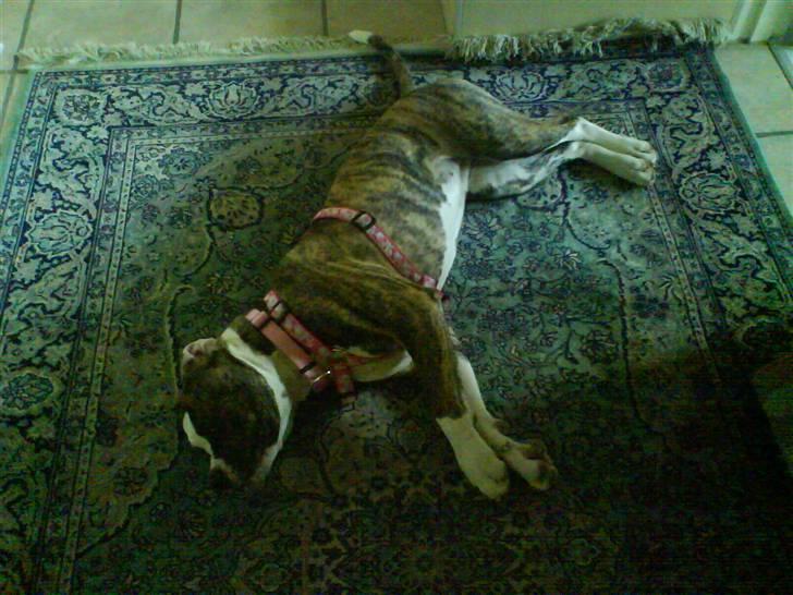Amerikansk bulldog Pink. R.I.P 27/7-09 - Slapper lige af... billede 9