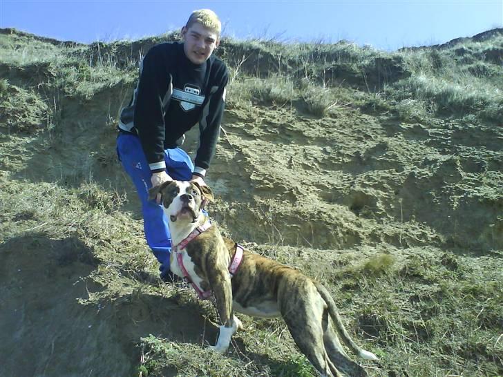 Amerikansk bulldog Pink. R.I.P 27/7-09 - En dejlig dag på stranden.... vi kravlet på bakker... billede 10