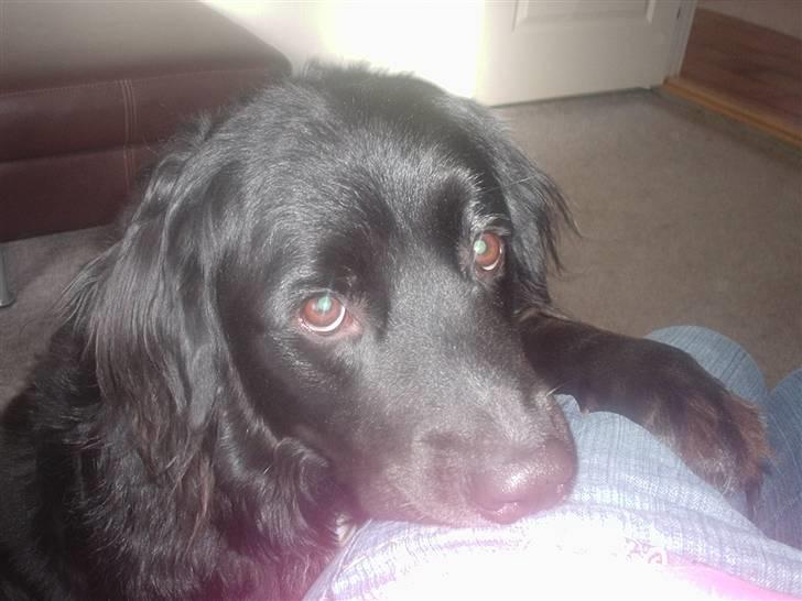 Blanding af racer Kenzo billede 7