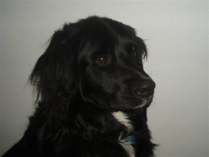 Blanding af racer Kenzo billede 8