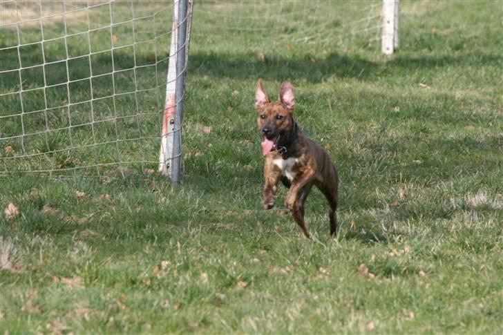 Blanding af racer Chili - Ørene må virke som bremse eller hvordan? billede 5