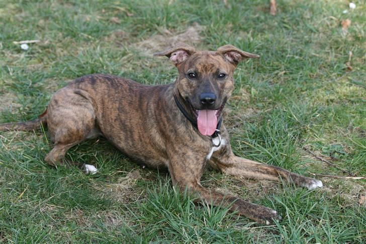 Blanding af racer Chili - Puster lige ud. billede 6