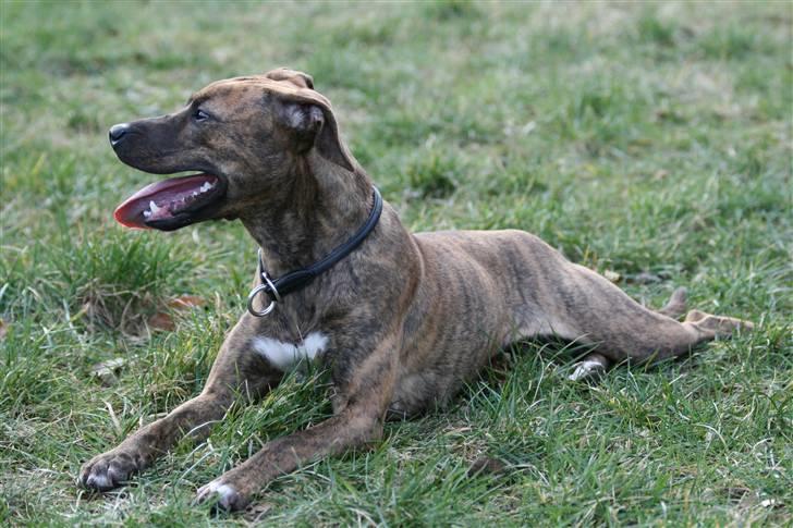 Blanding af racer Chili billede 8