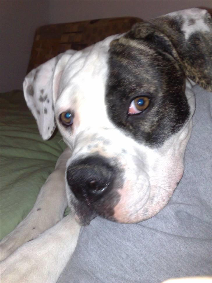 Amerikansk bulldog Shila billede 1