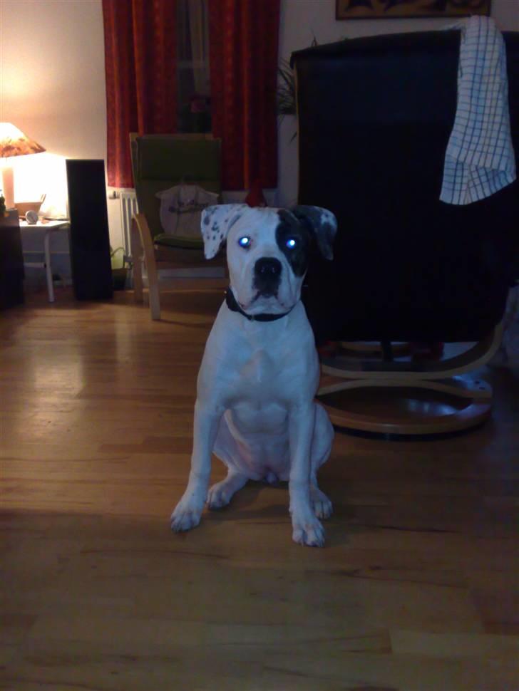 Amerikansk bulldog Shila billede 2