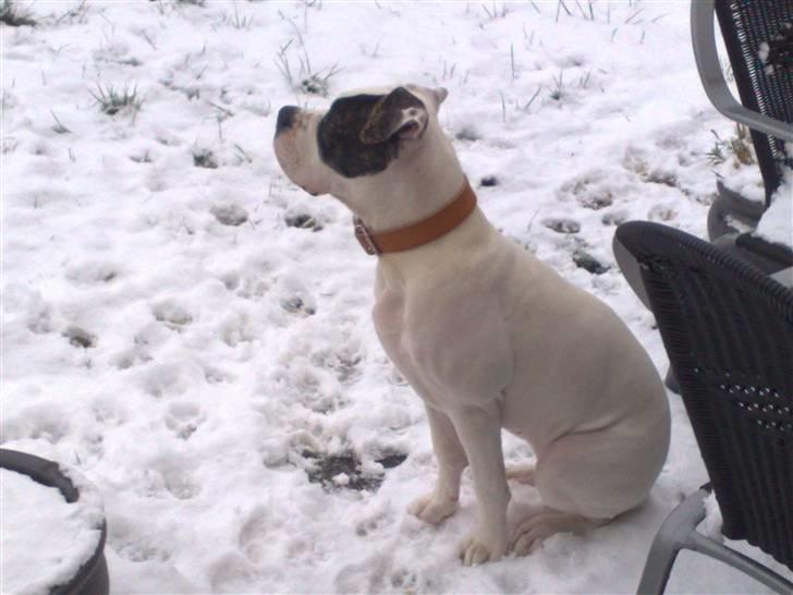 Amerikansk bulldog Shila billede 3