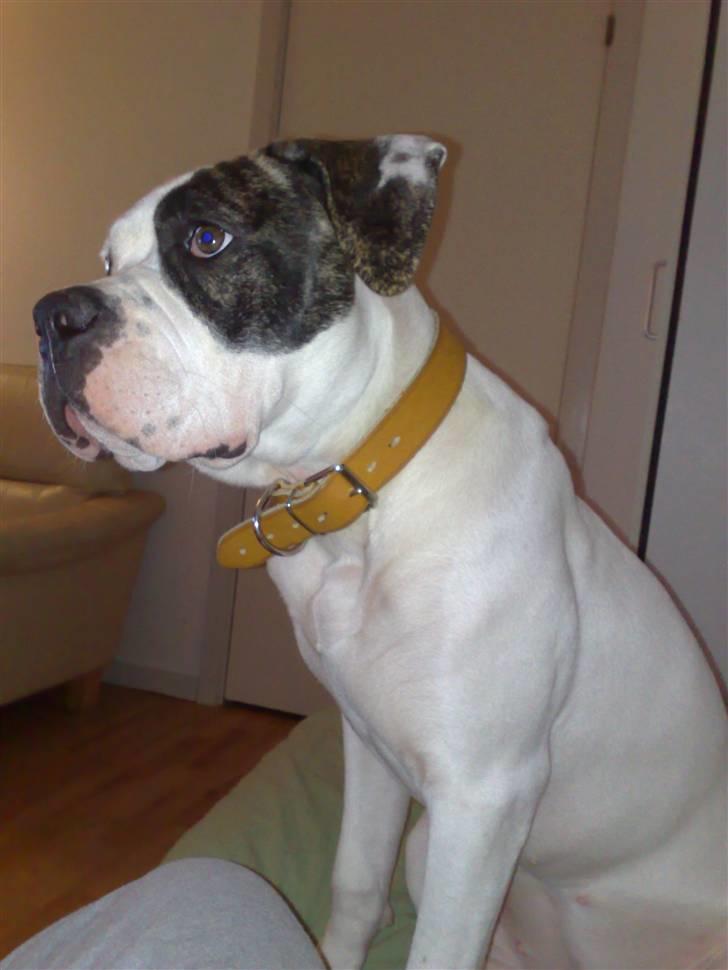 Amerikansk bulldog Shila billede 4