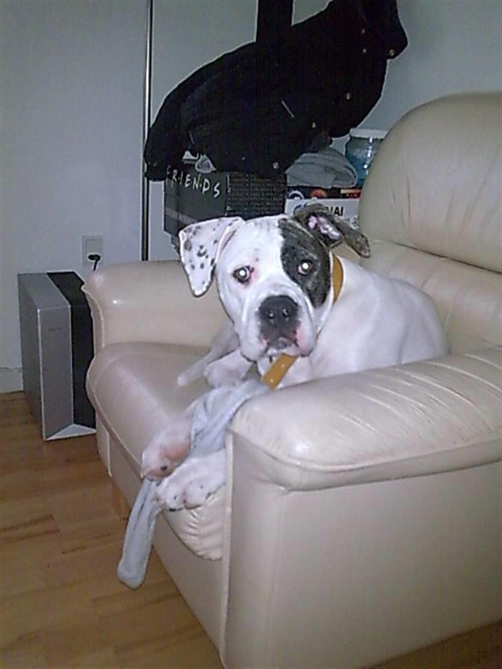 Amerikansk bulldog Shila billede 5