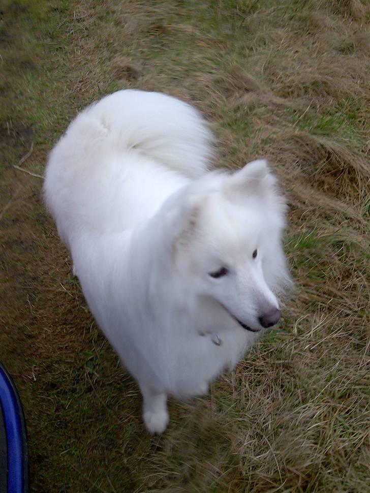Japansk spids Pan - jeg elsker at være ude i vinden billede 14