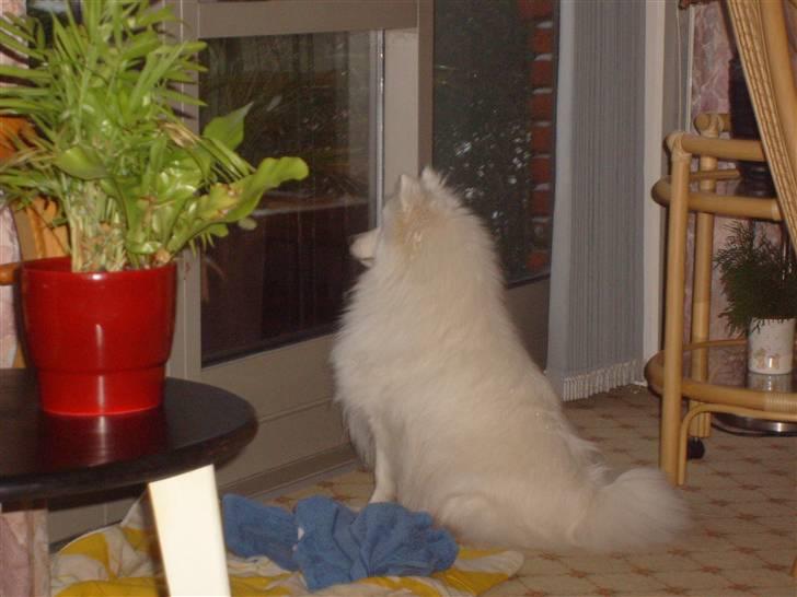 Japansk spids Pan - gad vide om der sker noget ude i haven?? billede 15