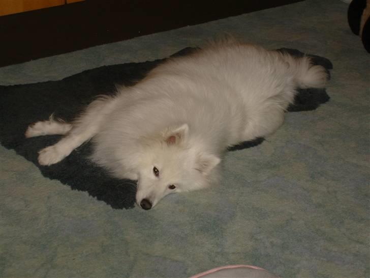 Japansk spids Pan - her er jeg på en af mine faste sove pladser. billede 16