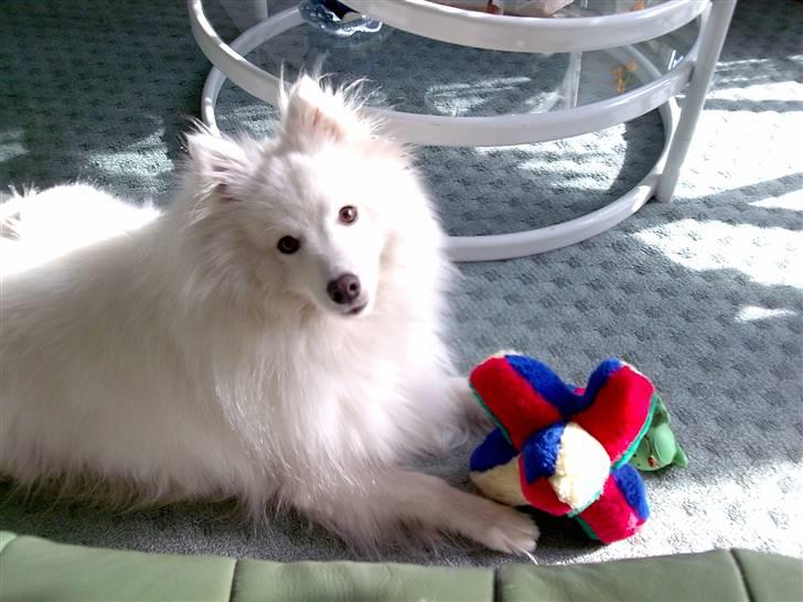 Japansk spids Pan - så blev jeg 2 år. Her er jeg med min gave - mit pive "kryds" billede 17