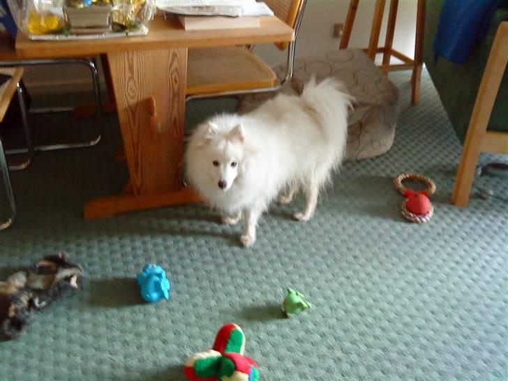 Japansk spids Pan - puha, så skal der vælges legetøj. hvad har jeg nu mest lyst til at lege med? billede 18