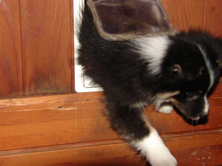 Islandsk fårehund Kenzo - Lille nok til at komme igennem kattelemmen billede 1