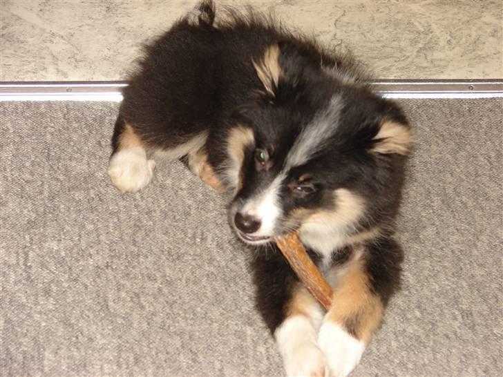 Islandsk fårehund Kenzo - Et kødben om dagen holder dyrlægen væk - hvis man kan ramme ham..... Eller ?? billede 2