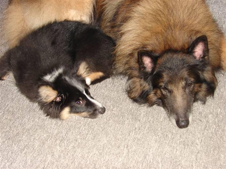 Islandsk fårehund Kenzo - Ren afslapning. Kenzo og Rico er gode venner! billede 3