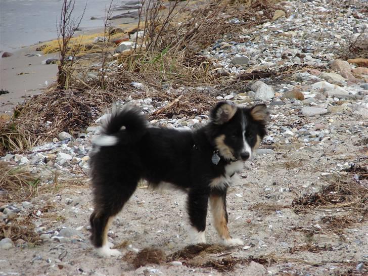 Islandsk fårehund Kenzo - En tur på stranden! billede 4
