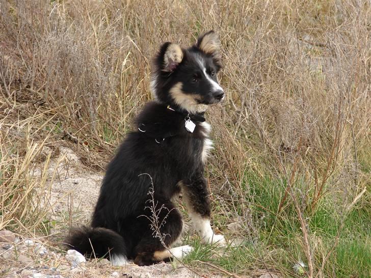Islandsk fårehund Kenzo - Sit! billede 5