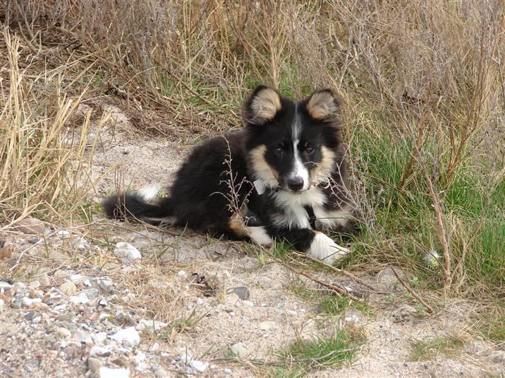 Islandsk fårehund Kenzo - Dæk! billede 6
