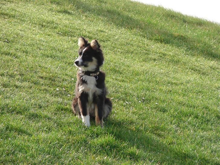 Islandsk fårehund Kenzo - Se hvor smuk jeg er!!! billede 7