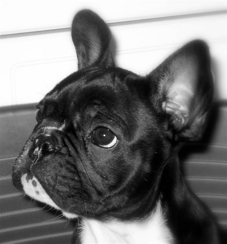 Fransk bulldog  Alle 5. W+W+L+L+T  :-)  billede 2