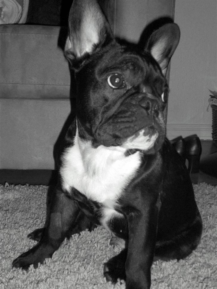 Fransk bulldog  Alle 5. W+W+L+L+T  :-)  billede 3