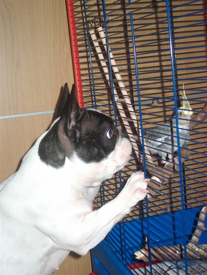 Fransk bulldog  Alle 5. W+W+L+L+T  :-)  billede 4