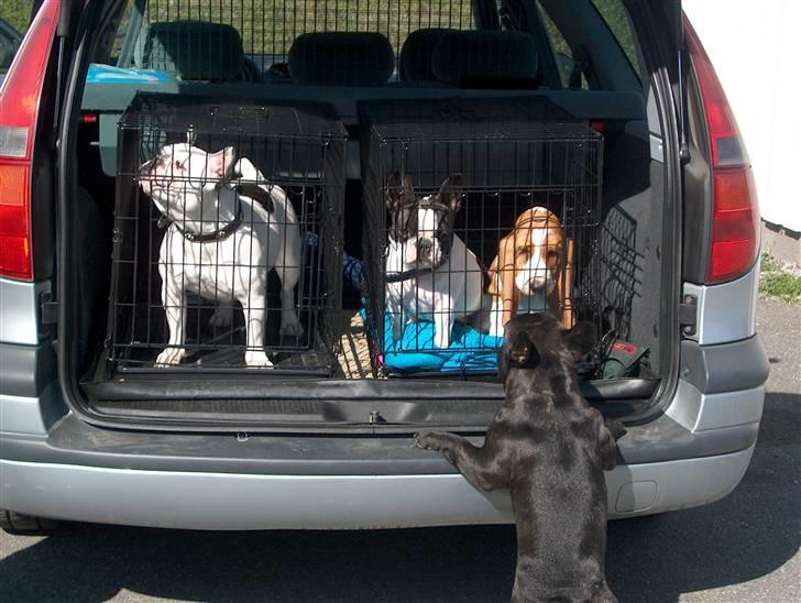 Fransk bulldog  Alle 5. W+W+L+L+T  :-)  billede 5