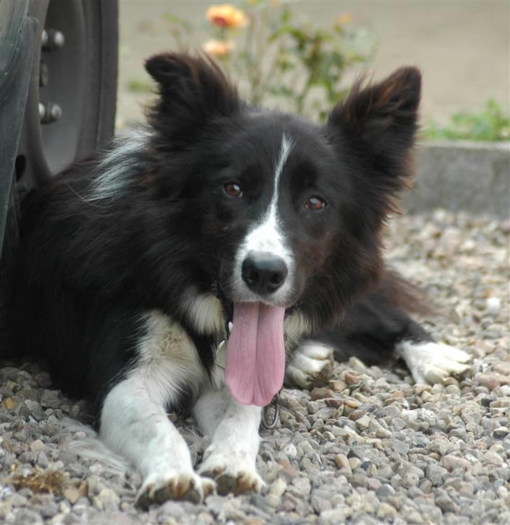 Border collie Bobby (Buffas) billede 1