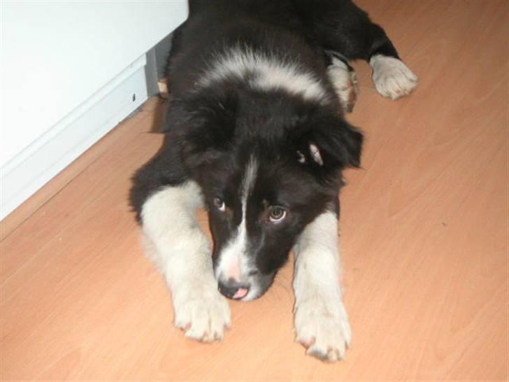 Border collie Bobby (Buffas) billede 2