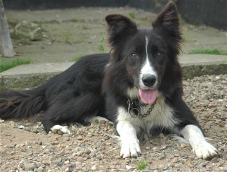Border collie Bobby (Buffas) billede 4