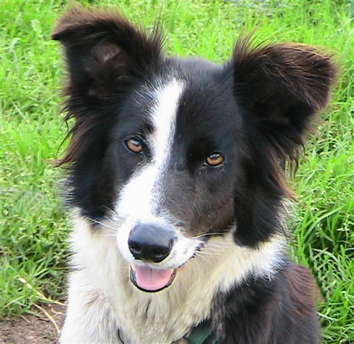 Border collie Maddy † RIP † billede 1