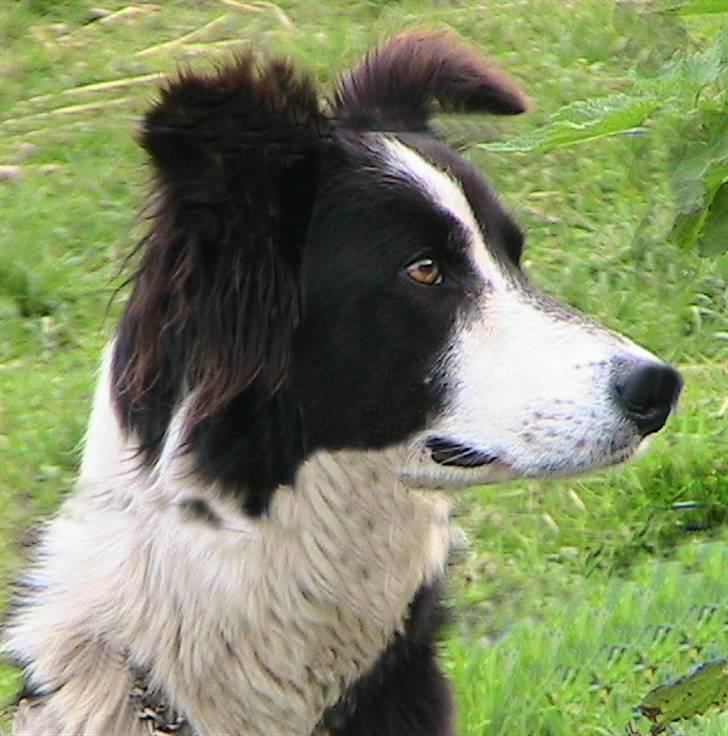Border collie Maddy † RIP † billede 2