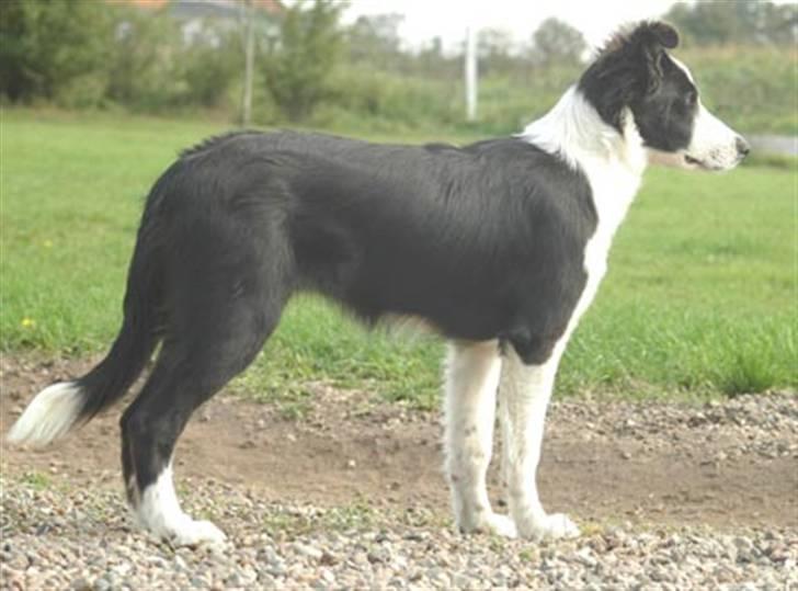 Border collie Maddy † RIP † billede 3