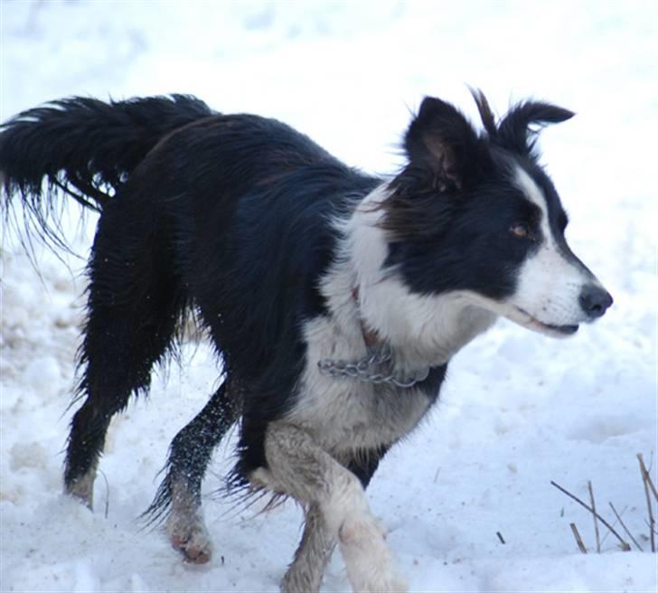 Border collie Maddy † RIP † billede 4