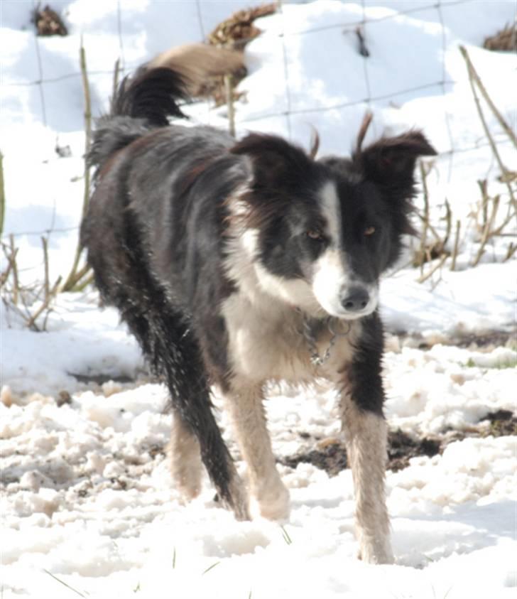 Border collie Maddy † RIP † billede 5