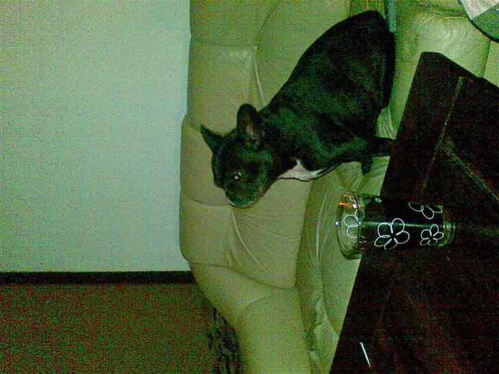 Fransk bulldog Mary..   *DØD* ='( - mary sidder og ser tv billede 6