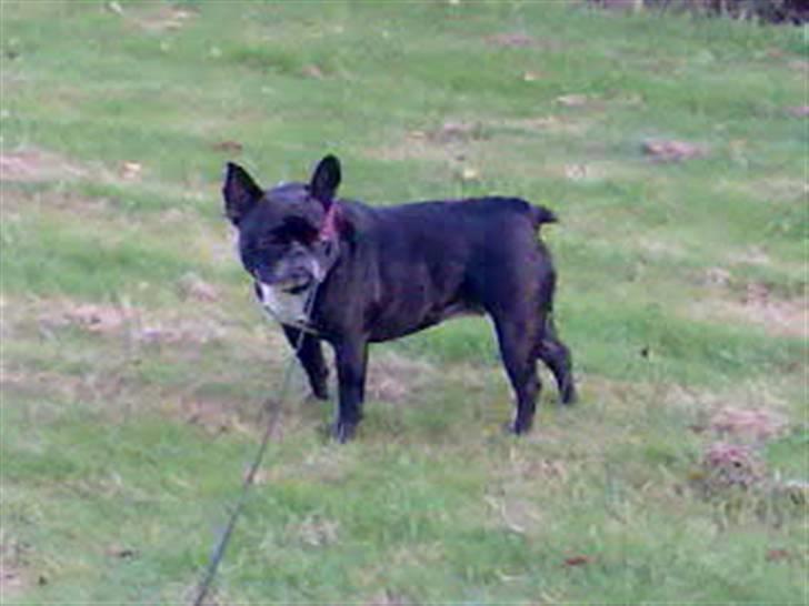 Fransk bulldog Mary..   *DØD* ='( - lige ude og gå  billede 10
