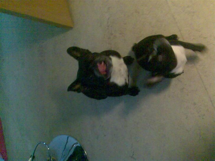 Fransk bulldog Mary..   *DØD* ='( - mary og malou sidder og tigger lidt sammen :) billede 11