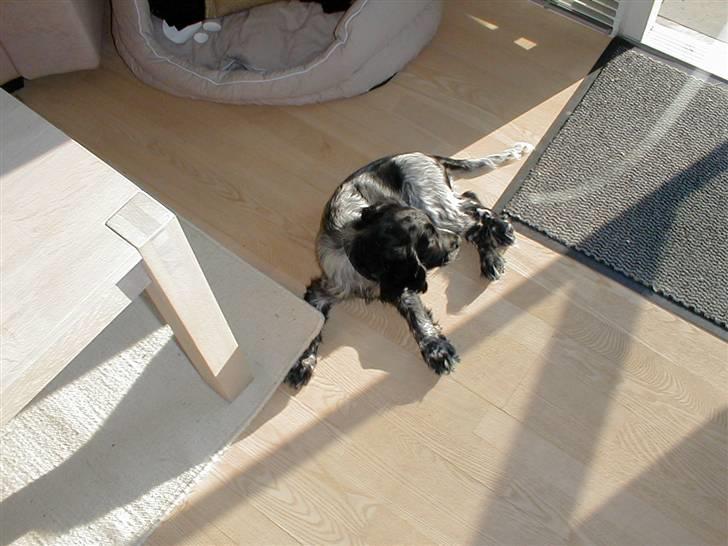 Cocker spaniel Chianti (Fisen) R.I.P - Det er dejligt at ligge i solen og kigge ud i haven billede 2